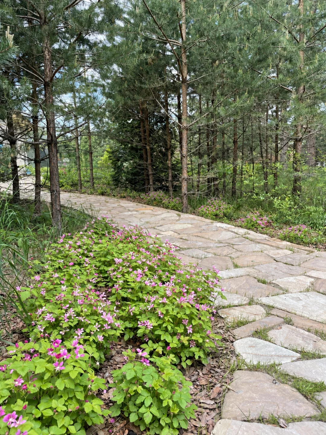 Красный огорок · фото сада 6