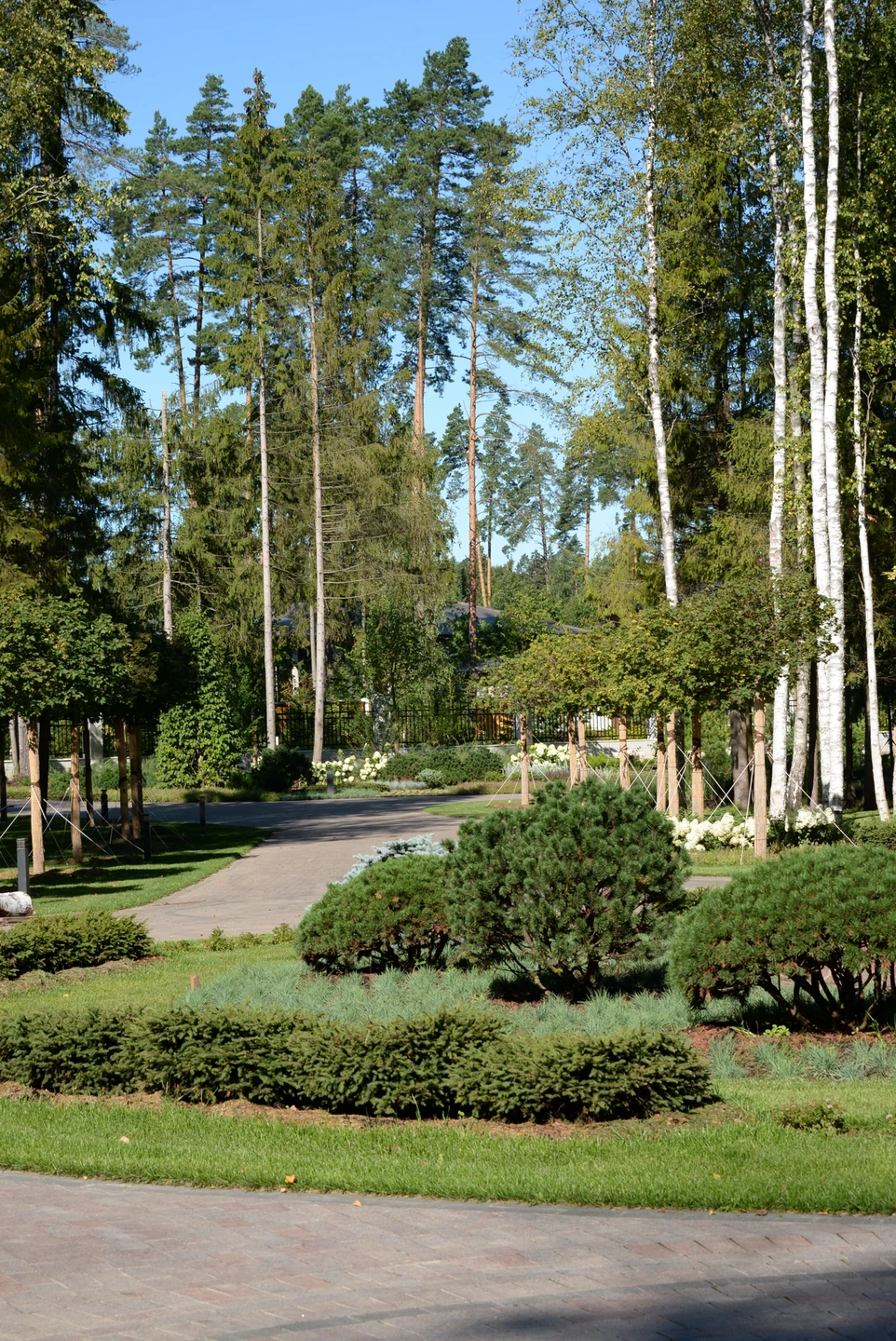 Корабельные сосны · фото сада 9